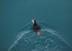 Puffin