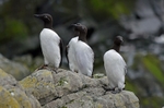 Common Guillemots