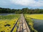 Bosherston Lily Ponds, Bosherton, Pembrokeshire