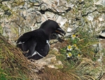 Razorbill
