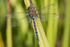 Migrant Hawker.