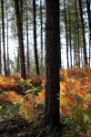 Pine Forest _S122