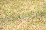 SBM_18080