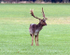 Fallow Deer Stag in the Forest of Dean.