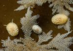 Adalaria proxima