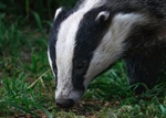 Badger