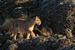 Puma Rupestre hunting, late afternoon, Torres del Paine, Chile