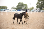 Class 702 - IH  Show Horse Pony portfolio