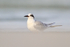 Adult Non-breeding Forster's Tern, Fort De Soto, Florida