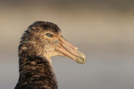 Southern Giant Petrel close portrait, Volunteer Point, Falklands