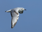 Bonaparte's Gull flying, blue sky background, Farmoor
