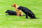 Labradors-IMG_7611