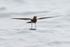 Elliot's Storm-Petrel wings extended, dabbling feet in sea, Galapagos