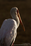 Yellow-billed stork at sunset