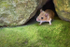 Juvenile Woodmouse
