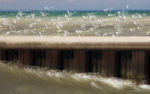 theme 6 week 2: INTENTIONAL CAMERA MOVEMENT