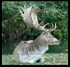 The Stag...