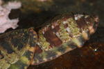 Tonicella marmorea
