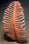 Pennatula phosphorea