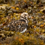 Turnstone