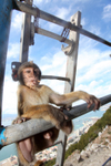 Barbary Macaques on the Rock of Gibraltar