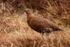 Red Grouse