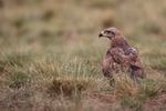 Black Kite on the ground, Catalonia, Spain
