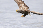 White-tailed Sea-Eagle manoeuvring for fish grab, close view, Norway