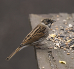Reed Bunting