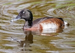 Baer's Pochard 1