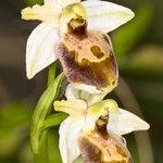 Archipelago Orchid (Ophrys archipelagi