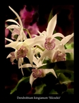 Dendrobium kingianum var.