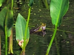 Edible Frog
