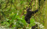 Baby mountain gorilla.