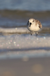 Sanderling standing between waves, Fort De Soto, Florida
