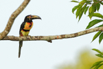 Collared Araçari portfolio