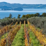 Grape vines growing  nr Lake Bolsena