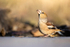 Hawfinch  1901-17553