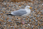 Herring Gull