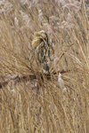 Bittern preening at Hatch Pond, Poole