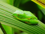 Red-eyed Tree Frog in camouflage mode, La Paz Gardens, Costa Rica