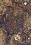 Phrynorhombus norvegicus