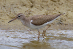 Common Sandpiper standing in water at Otmoor