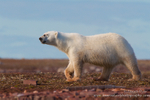 Marching Polar Bear