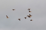 Greater (Greenland) White-fronted Geese