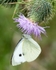 20110820-IMG_6324