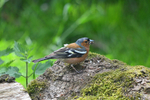 Chaffinch