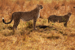 Cheetah