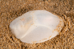 Philine quadripartita