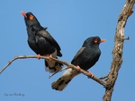 Reitz's Helmetshrike